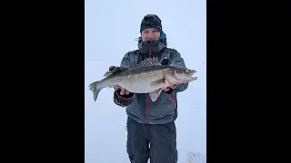 Lämmijärve koha 2.8kg / Huge Zander / Fishing on ice / Zander in Winter