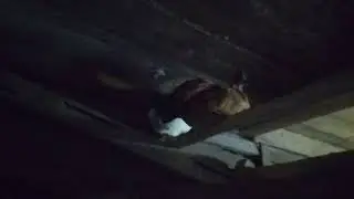Голошейные цыплята