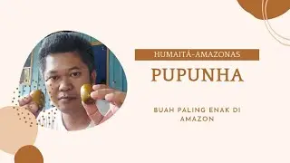 Pupunha Fruta mais gostosa na amazonas