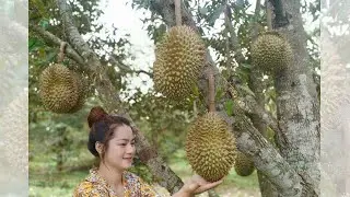 Cutting Durian fruit / Eating Durian fruit in my brother's homeland by beautiful countryside life tv