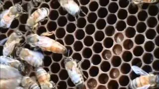Flow Hive Brood Frame Spacing: This Is MY Recommendation.