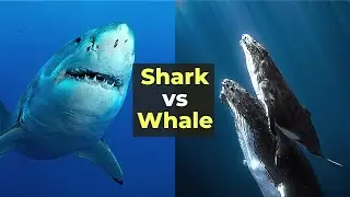 Difference Between Shark and Whale | Difference Between Shark and Whale in Hindi | Shark and Whale