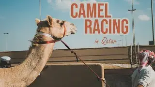 A Camel Race in Qatar
