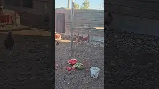 Feeding chicken🐔🐓 with melon 🍉 #shorts
