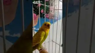 когда хозяйка не забыла насыпать корм!
