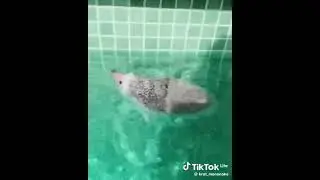 это я когда мама сказала купи хлеб а сдачу можешь взять себе