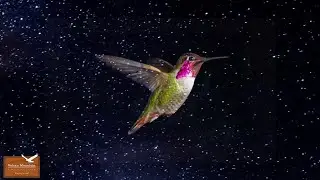 Nature Stories: How Hummingbird Brought the Stars