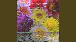alonept.1