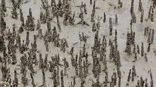 Crabs in the Mangrove Roots and Mud Flaps