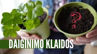 5 dažniausios klaidos, jei norite užsiauginti sveikų daigų - nekartokite jų!