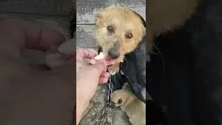 Плюшка и её четыре плюшки )))