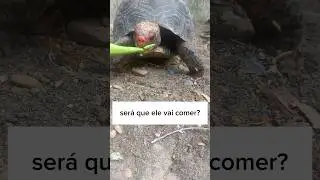 LUDOVICO vai gostar do quiabo cru?#jabuti #jabutipiranga #alimentaçãodejabuti