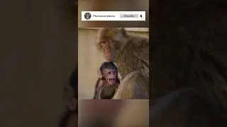 Kidnapping of a baby macaque