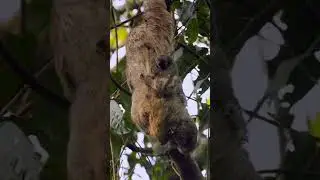 FILHOTINHO abraçado na mamãe preguiça.