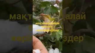 #өсімдік#мақта өсіру#әсемдік көрніс#@Altin89303