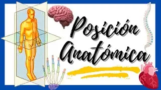 🔥🔥 ¿¿QUÉ es la POSICIÓN ANATÓMICA?? - Principios de Medicina