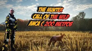 The hunter: Call of the Wild Зоммер:Добыть Лису с 200 метров