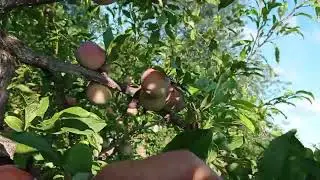 Починає спіти алича Озарк Прем'єр......