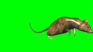 Rat || Rat run || running rat || green screen rat || Rat running green screen || 