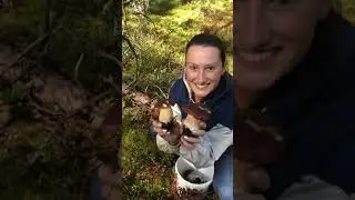 Собираем боровики  коричневоматовые