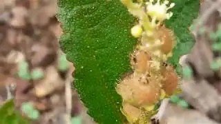 Pé de  perdiz planta medicinal do   cerrado.