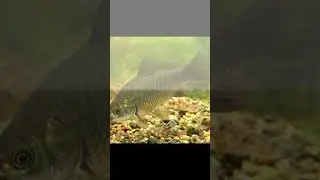 не ругайтесь давайте быть культурными #карась  #рр4  #рыбалка