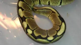 Snake Collection 2011.3gp