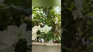 Infinix GT 20 pro Camera quality test #Shorts #infinixgt20pro  #cameratest