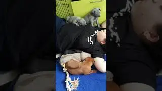 Щенки Тайского риджбека