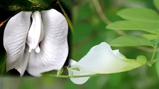 White Clitoris Flower | Asian White Pigeonwings | Clitoria Ternatea