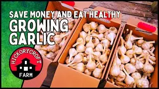 Grow Garlic: Save Money AND Eat Healthy By Growing Your Own Garlic!