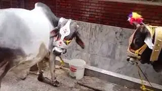 Beautiful bull on Eid day for Qurbani