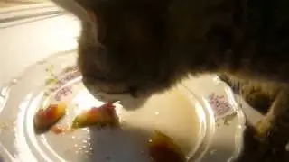 Котёнок кушает инжир. The kitten eats the figs.