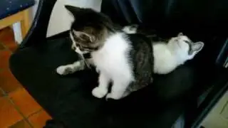 i couldent sit on my chair after i had to see my cats where so adorable 🤗