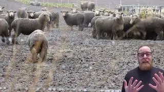 Lame sheep caked in mud an unacceptable sight