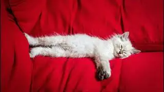 Домашний уютный алкострим ЖДЕМ ФИЛОНОВА