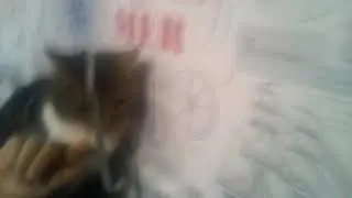 День моей кошки
