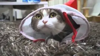 Милые мягкие пушистые смешные кошки