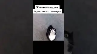 Животные издают звуки, но это гачимучи под амогуса абебуз амегус обемус арбобуз