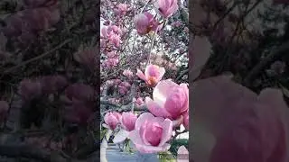 Доброе утро , Хочется просто жить .