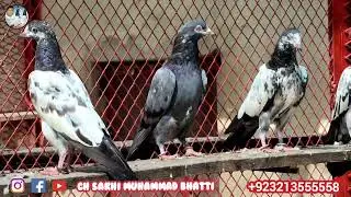 Baby Pigeons for my friend in Mandibhaudin