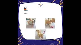 9 Inch Mega Charizard Stuffed Plush Toys for Kid - Price and Reviews