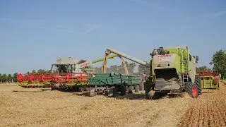 Żniwa 2019  z Agroteam! 3 x Claas !