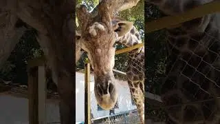 грустный жираф