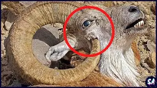10 Animales Que Se Matan Por Accidente