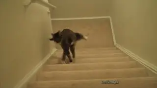 wobbly cat