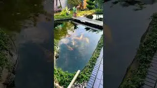 Пруд возле Дома/Всё своими руками/Сенсация/Всё распродаю