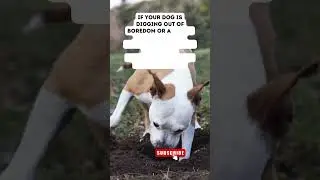 How to make your dog STOP DIGGING up the yard