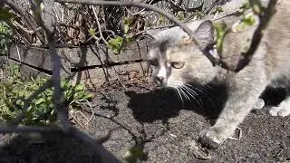 Кот Леопольдас на выгуле Кошка соскучилась по весне