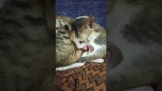 Love today 💗 | #love ##vadivelu #gowndamani #funnyvideos #funnyanimals #funnydogs #funnycats #gownda